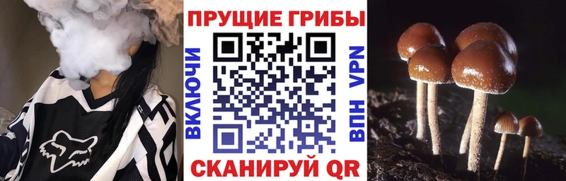 Псилоцибиновые грибы Cubensis  Иланский 